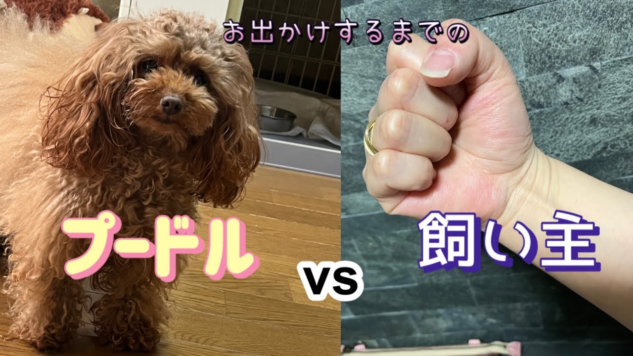【愛犬とお出かけ】イベントに行ったのにイベント動画じゃなくなった#ちわぷーぷー #トイプードル #多頭飼い 