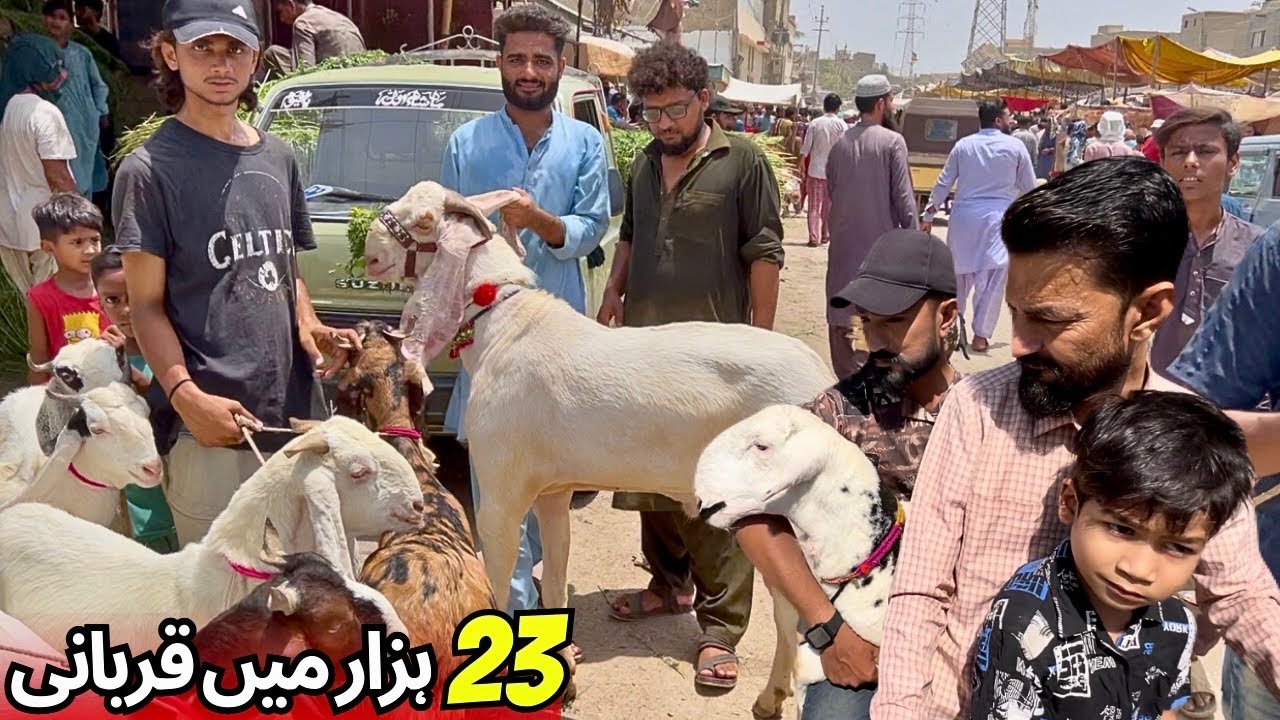 Cheapest Bakra Mandi Of Karachi Season 2025 | Goat Latest rates 2025 | Bakron ki New Qeemat 2025