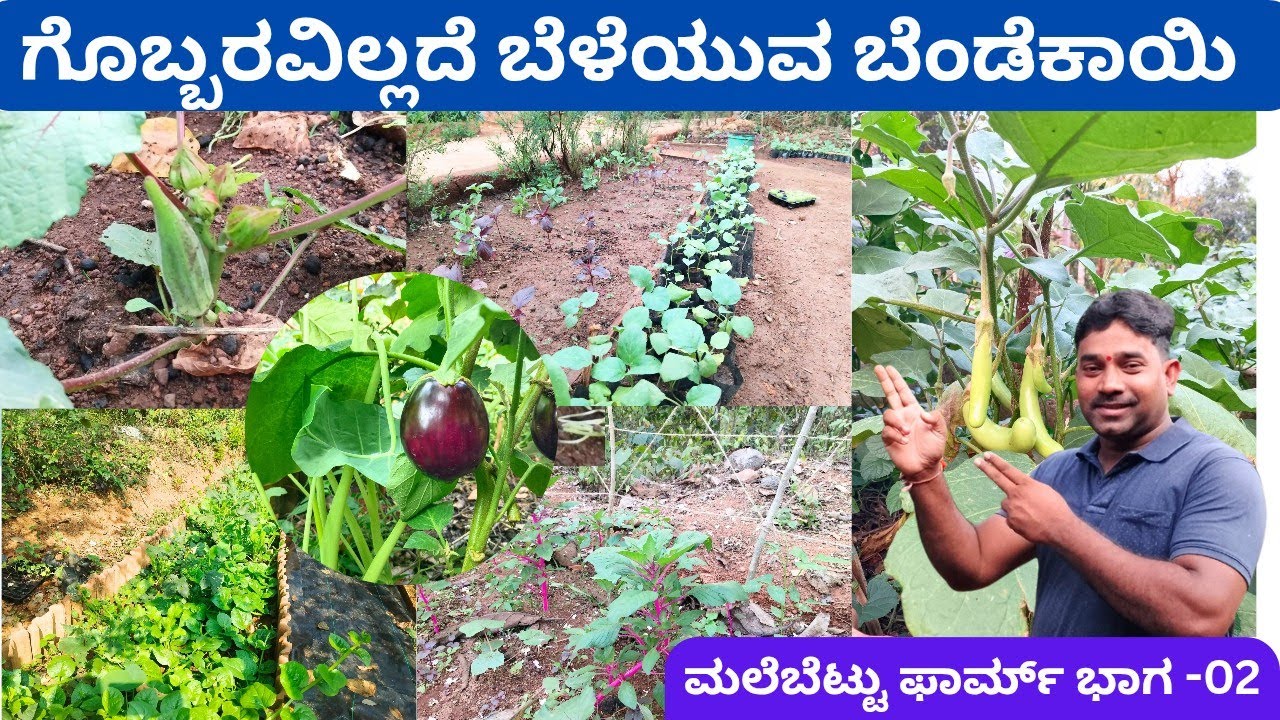 ಹೆಚ್ಚು ವಿಧದ ಬೆಳೆ ಕಳೆ ನಿಯಂತ್ರಣಕ್ಕೆ ದಾರಿ‼️ನಾವು ಸುಡುಮಣ್ಣು ಮಾಡುವ ವಿಧಾನ @ಶಿವಪ್ರಸಾದ್ ಮಲೆಬೆಟ್ಟು