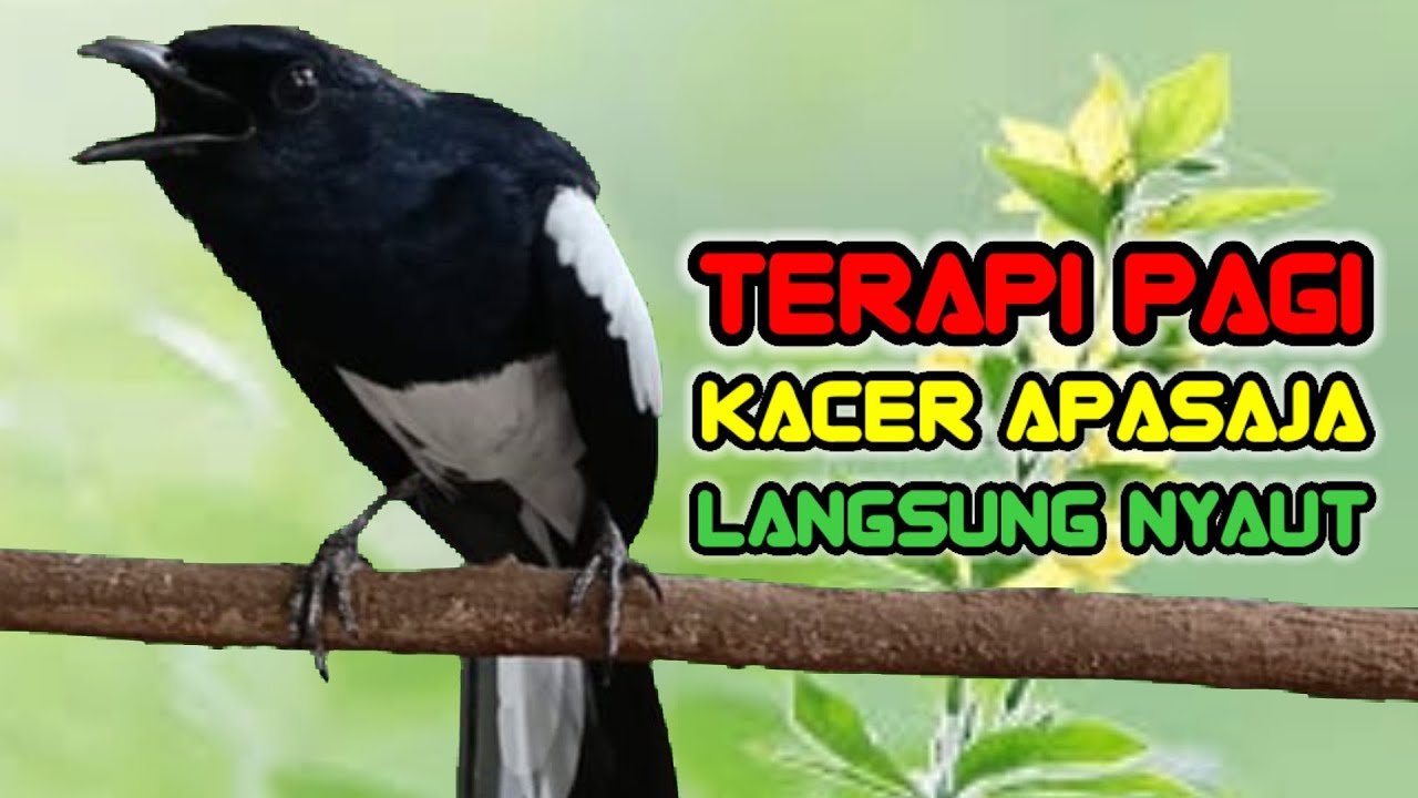 SUARA DASAR KACER NGEPLONG MEMANCING KACER APASAJA SUPAYA CEPAT BUNYI LANGSUNG NYAUT GACOR