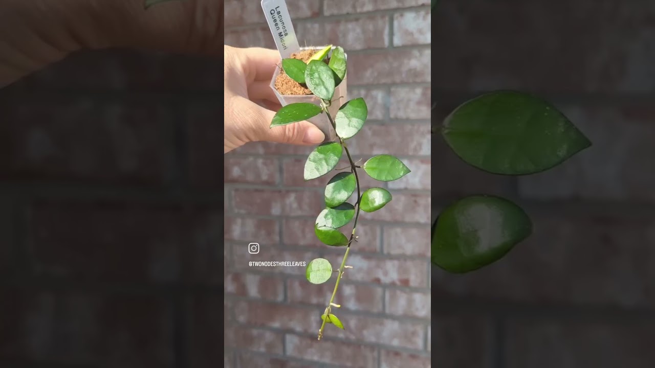 Small Hoya plants, eBay Auctions started today. Good luck 🍀