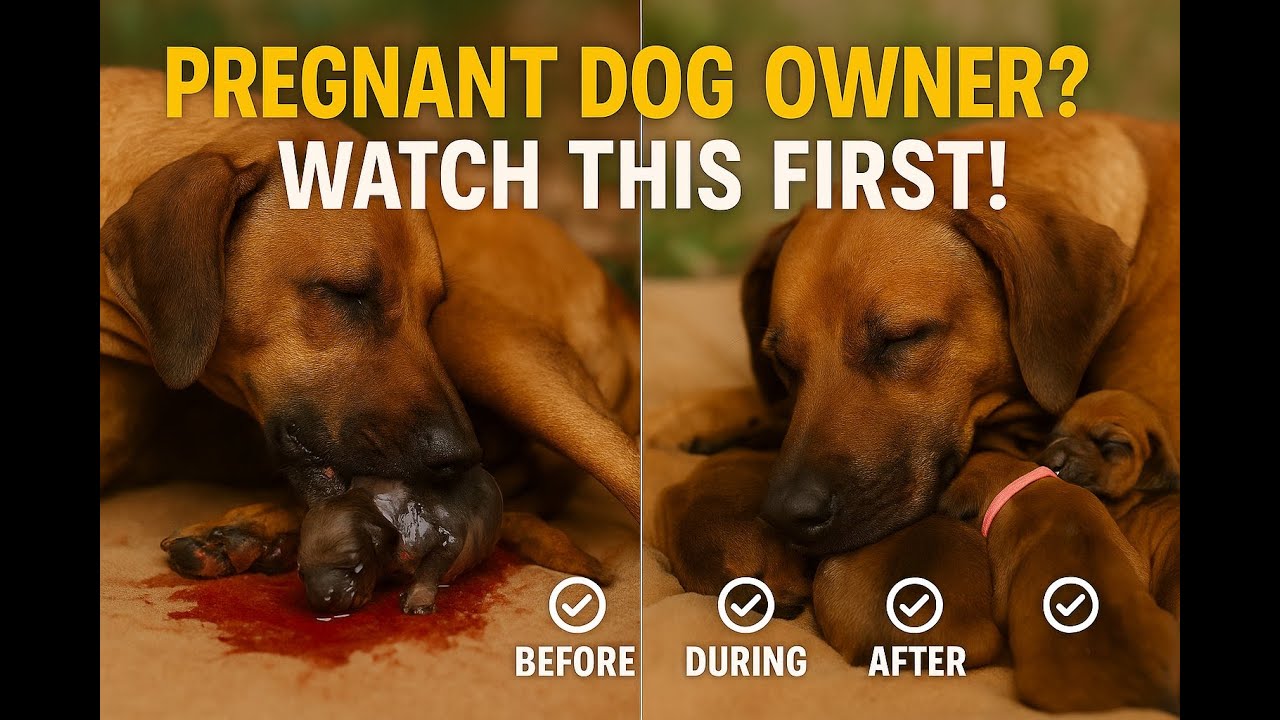 Pregnant Dog Labor & Delivery Guide( Care 101): Everything You Must Know Before & After Whelping