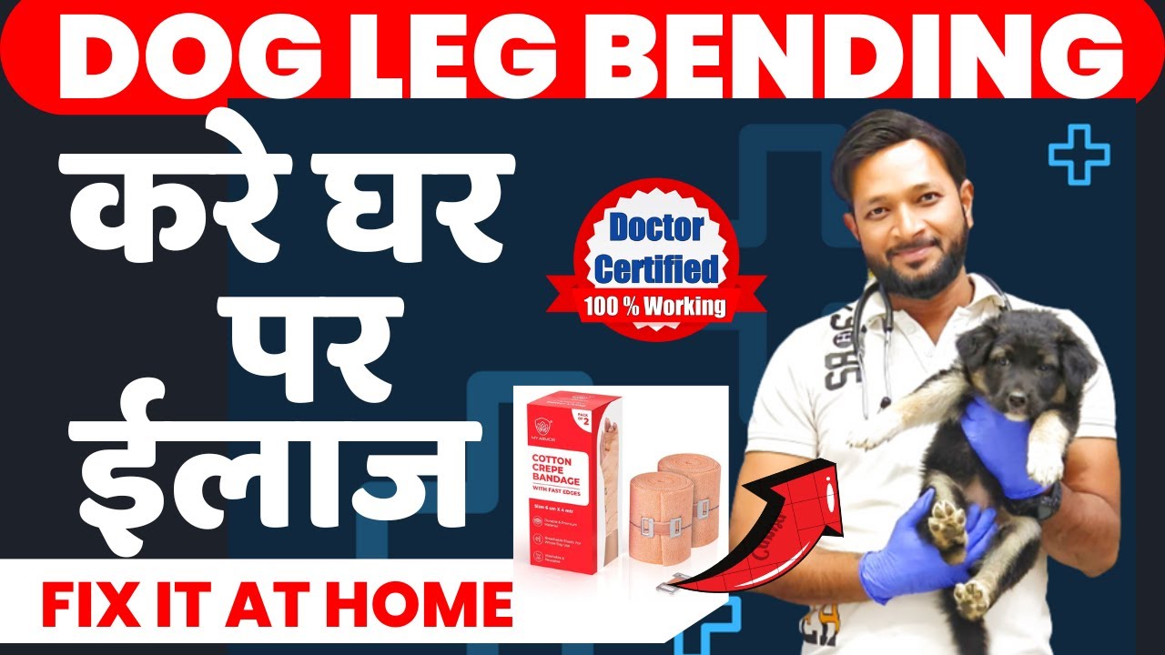 Puppy Dog leg Bending Problem Solution  | Puppy leg Problems | Dog Puppy Leg Bending Treatment