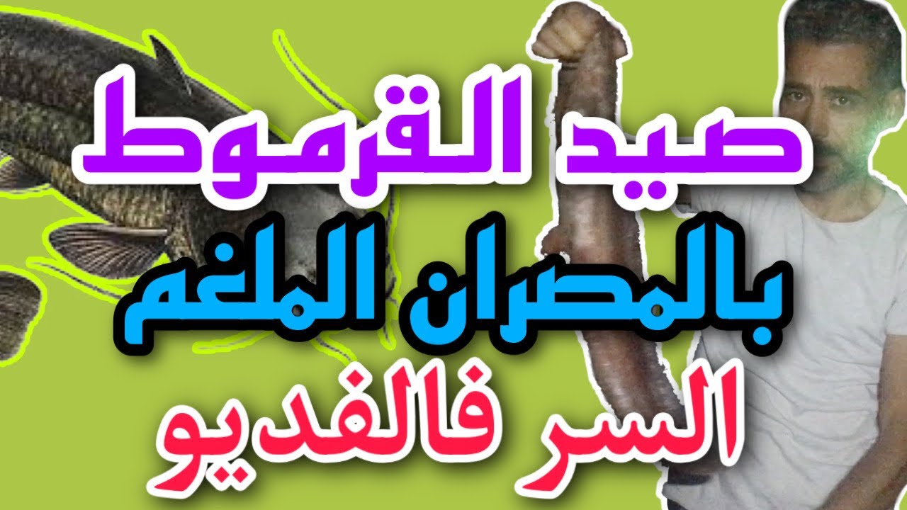 متعة صيد القرموط بالمصران وسر الطعم وطريقة التطعيمة