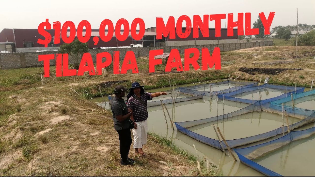 $100,000 Tilapia Fingerling production farm