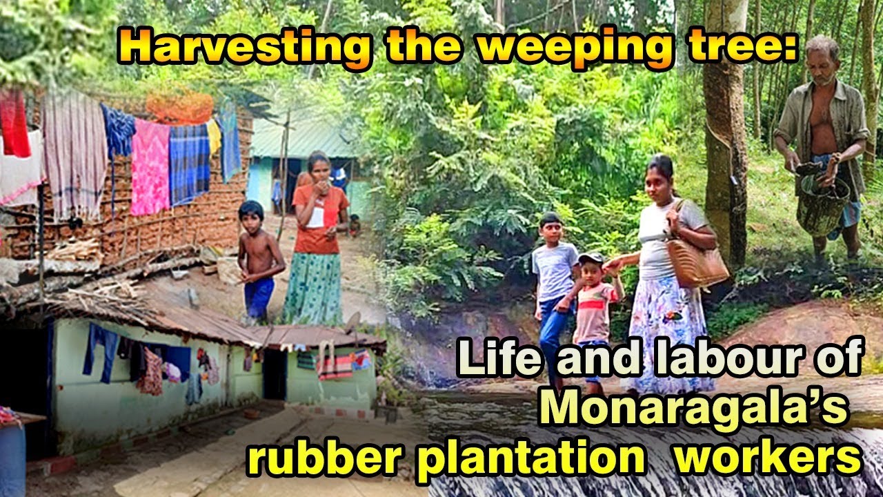 Life and Labour of Monaragala's  Rubber Plantation Workers