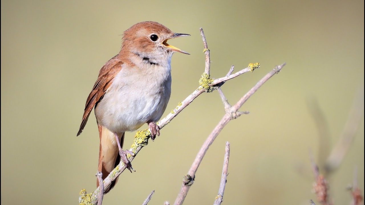 Top 10 Facts About Nightingales  Nightingale Secrets: 10 Facts You Never Knew
