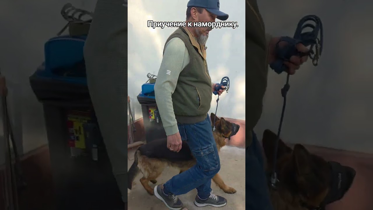 Приучение к наморднику. 