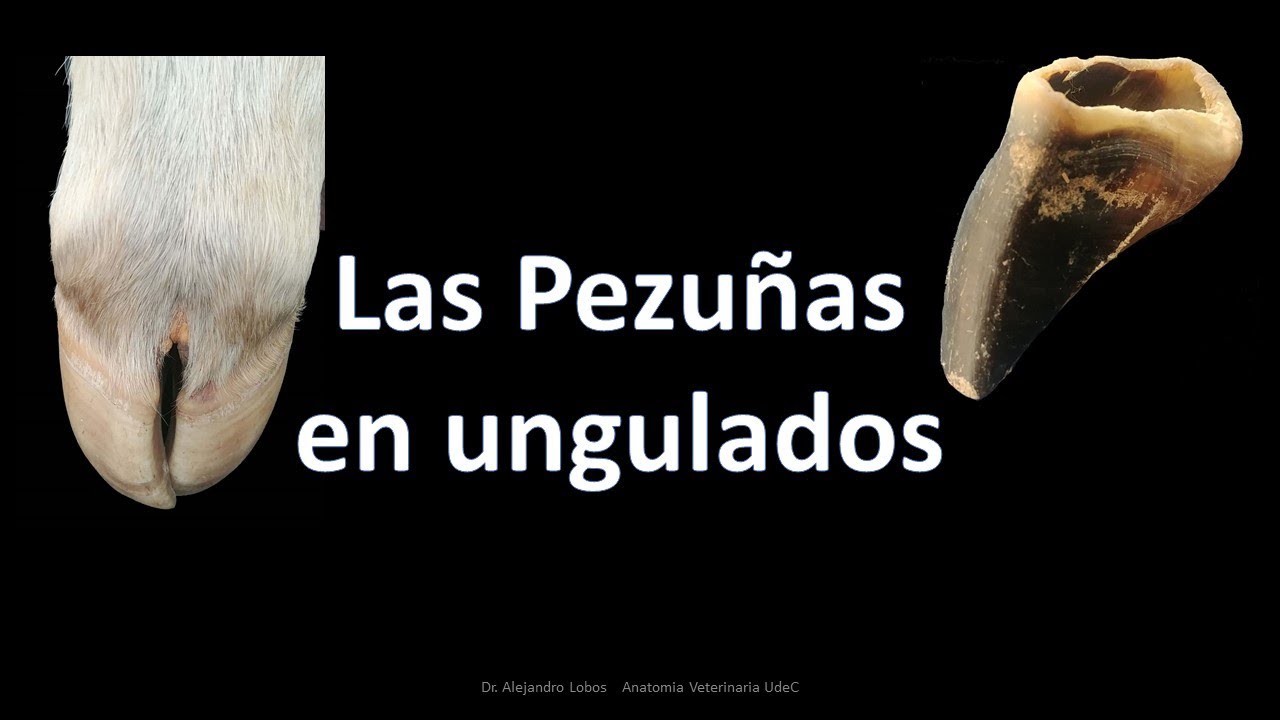 Las pezuñas de los ungulados