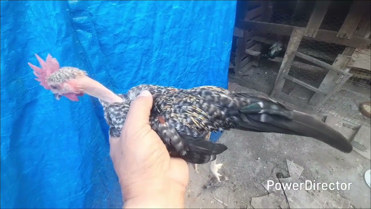 Los bolitos o monos barret