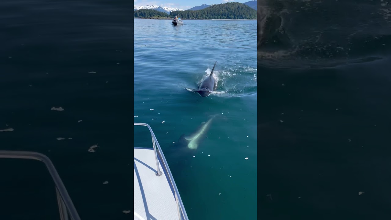 Killer whales swim under boat in Juneau Alaska! #alaska #juneau #killerwhales #orca #fishing