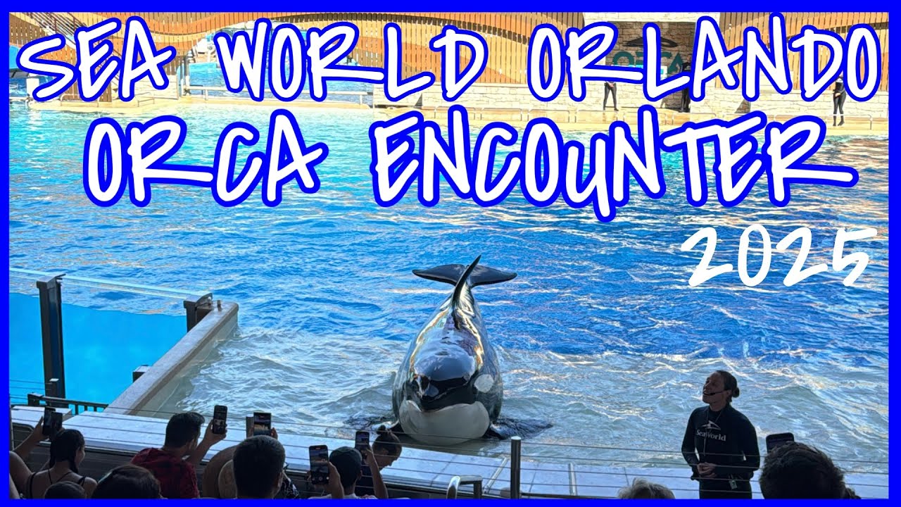 Sea World Orlando ORCA SHOW 2025