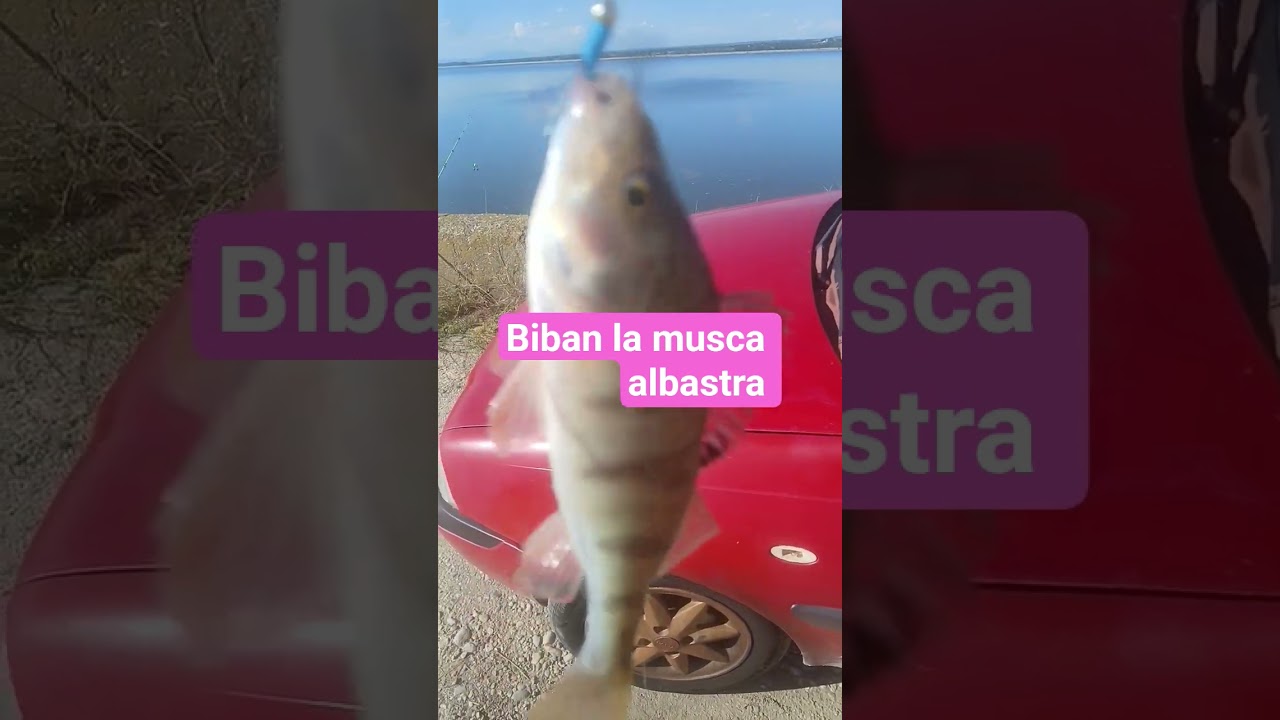 Biban la musca albastra