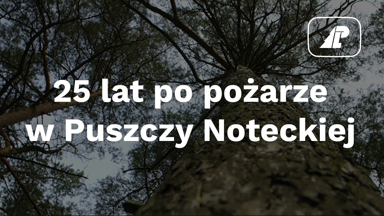 25 lat po pożarze w Puszczy Noteckiej
