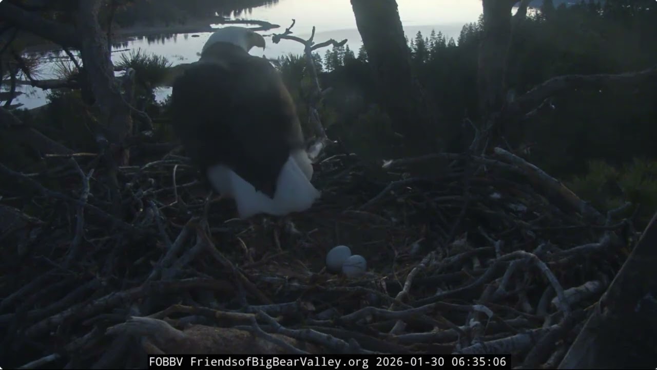 Jackie and Shadow, January 30th morning at the nest 2026 @FOBBVCAM