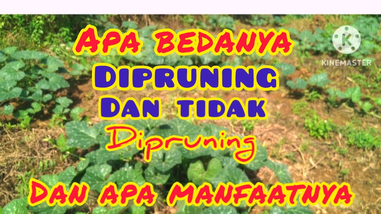 manfaat pruning.dan perbedaanya