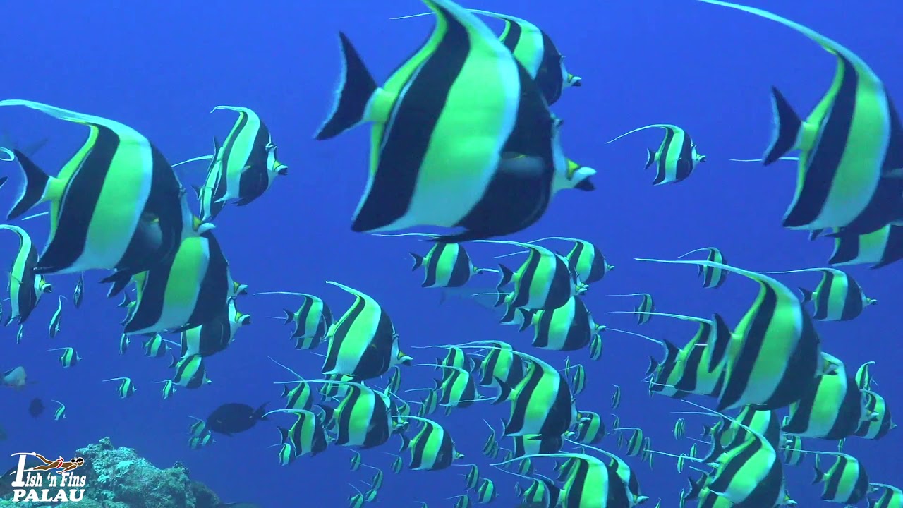 Moorish Idols in Palau 2019