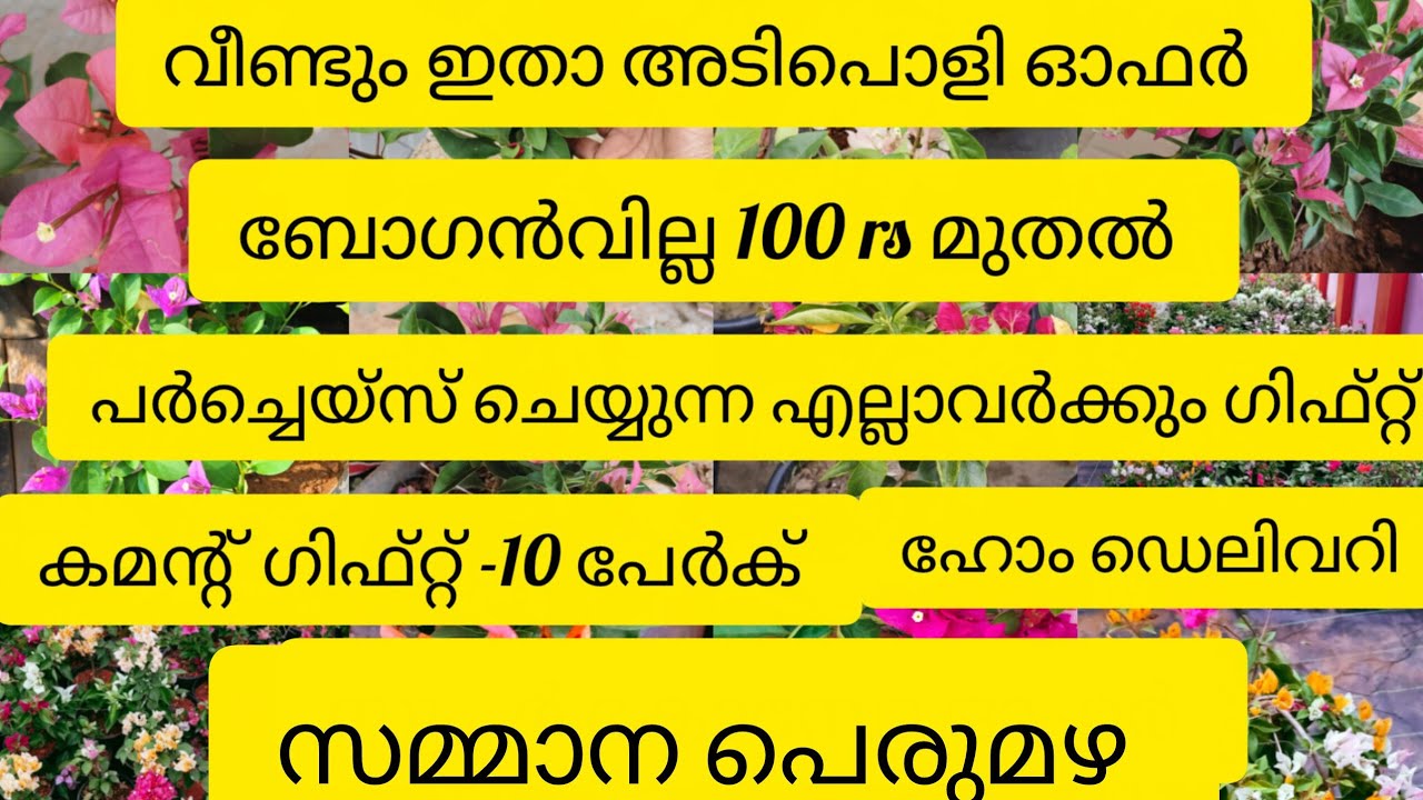 വീണ്ടും അടിപൊളി ഓഫർ വീഡിയോ 100  rs മുതൽ അടിപൊളി ബോഗൻവില്ല 9947117792 what's app