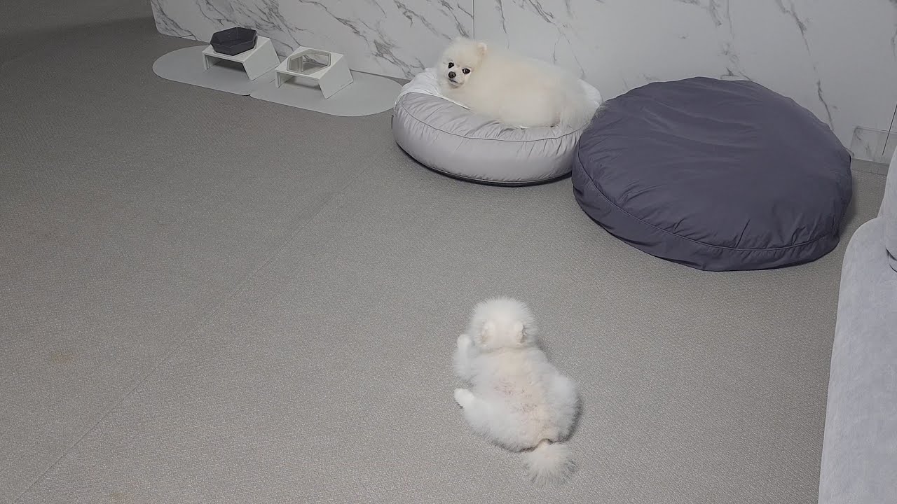 언니가 버린 배추 이파리 주워 먹으려고 했을 뿐인데...