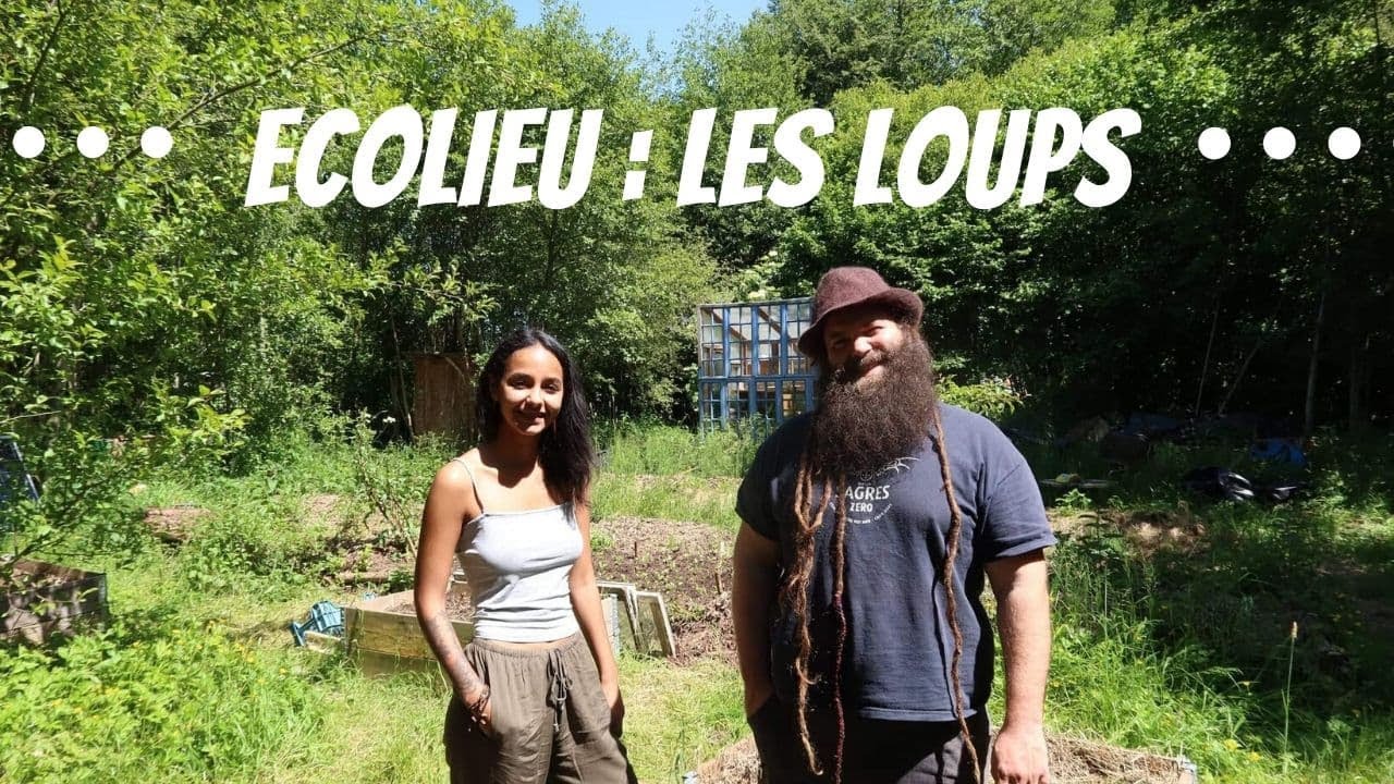 ECOLIEU : LES LOUPS 🌿