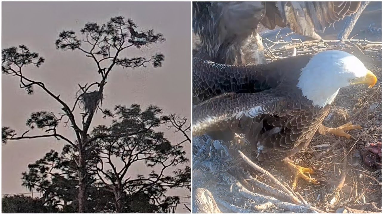 SWFL EAGLE CAM 2026.3.12 This morning, M15 chased an intruder away from the nest tree!