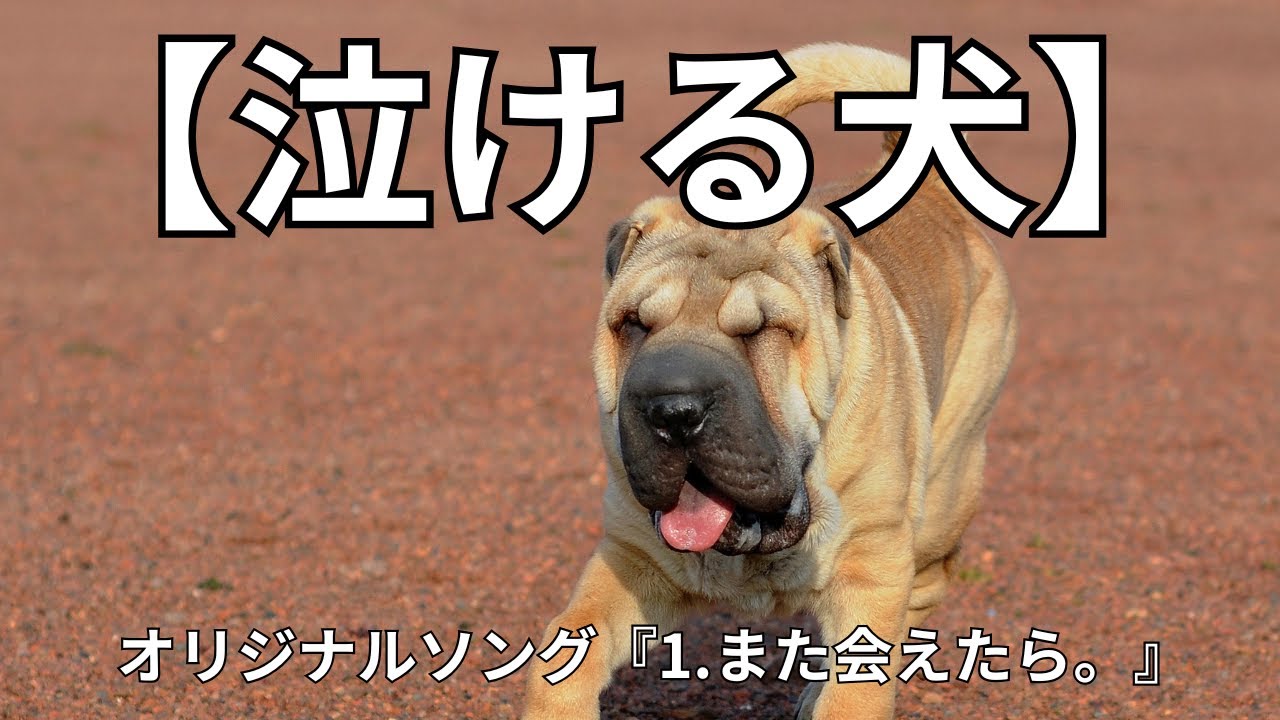 【泣ける犬】『1.また会えたら。』【Music Video】