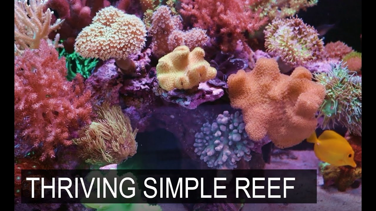 Soft Coral Dominated Reefer 250 Reef Tank