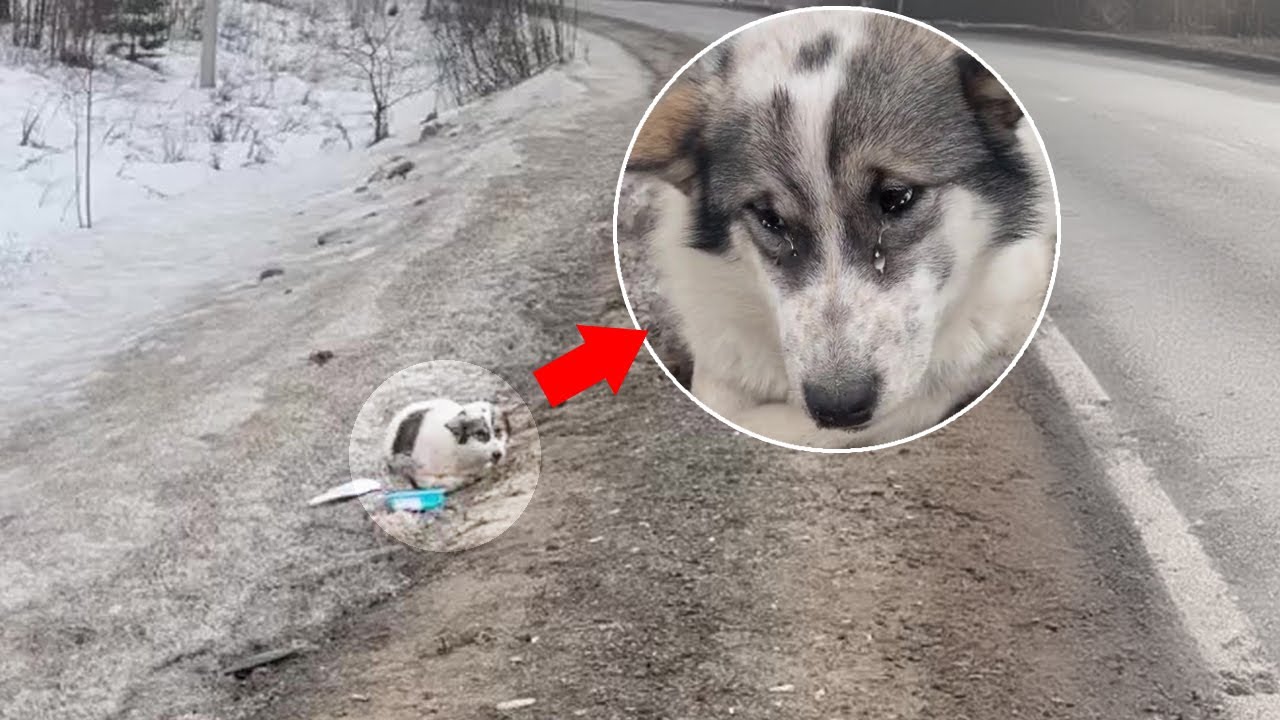 -10 °C, she looked at each passing car in tears after being dragged to the curb