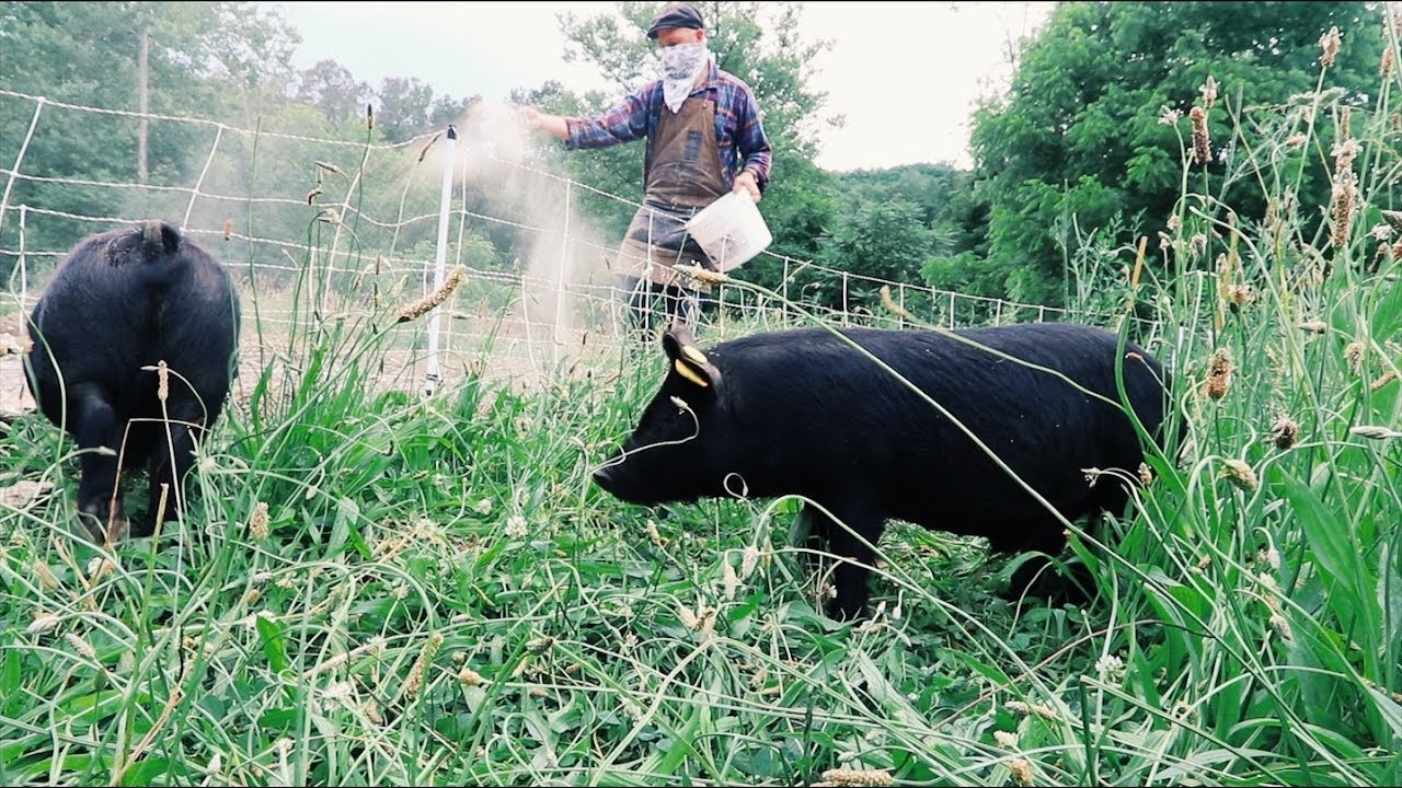 These PIGS did ALL my (hard) Gardening work