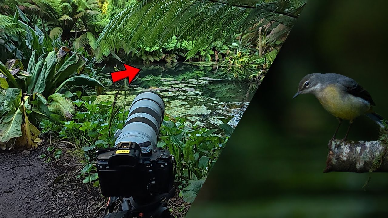POV Wildlife Photography In a Jungle - Cornwall, UK
