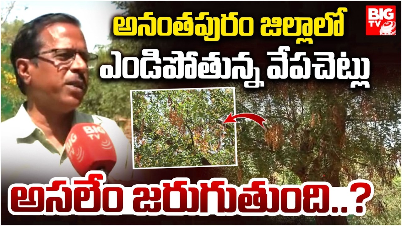 ఎండిపోతున్న వేపచెట్లు | Neem Trees Are Withering | Ananthapur | BIG TV