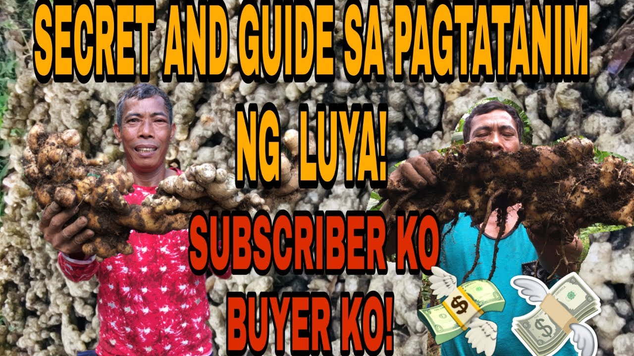 PINAKA SEKRETO SA PAGTATANIM NG BINHI NG LUYA | MALUSOG AT MAAYOS NA RESULTA | TRES PLANTERS