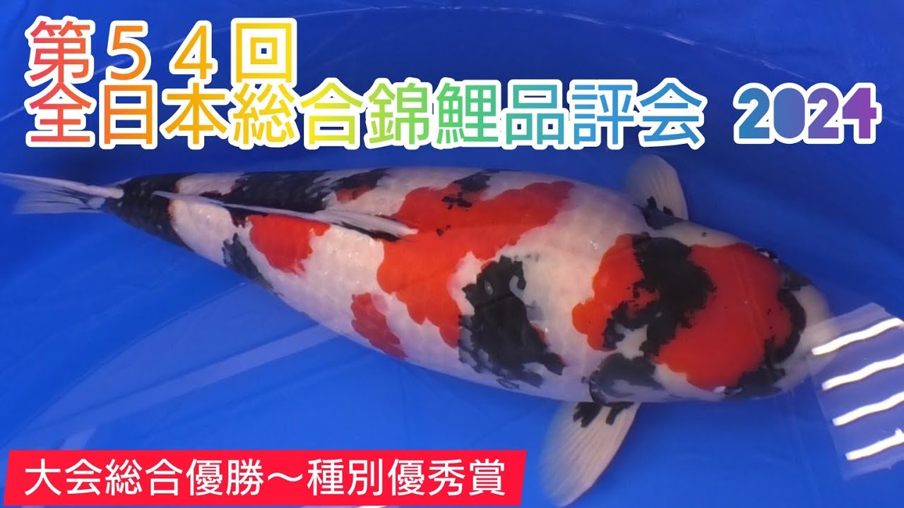 第５４回　全日本総合錦鯉品評会　２０２４