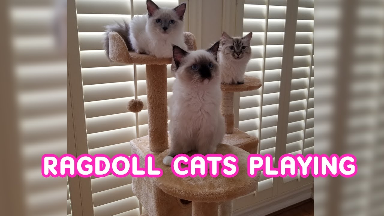 Ragdoll Cats Playing / Just a Friendly Cat fight / Animal Cuteness Overload