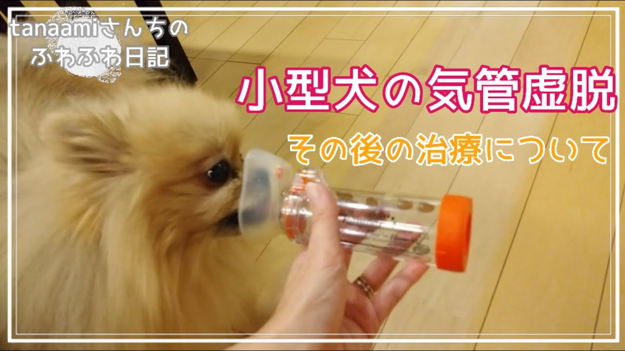 【ふわふわ日記】 かいちゃんの咳＃3_ステロイド吸入_気管虚脱_気管支炎