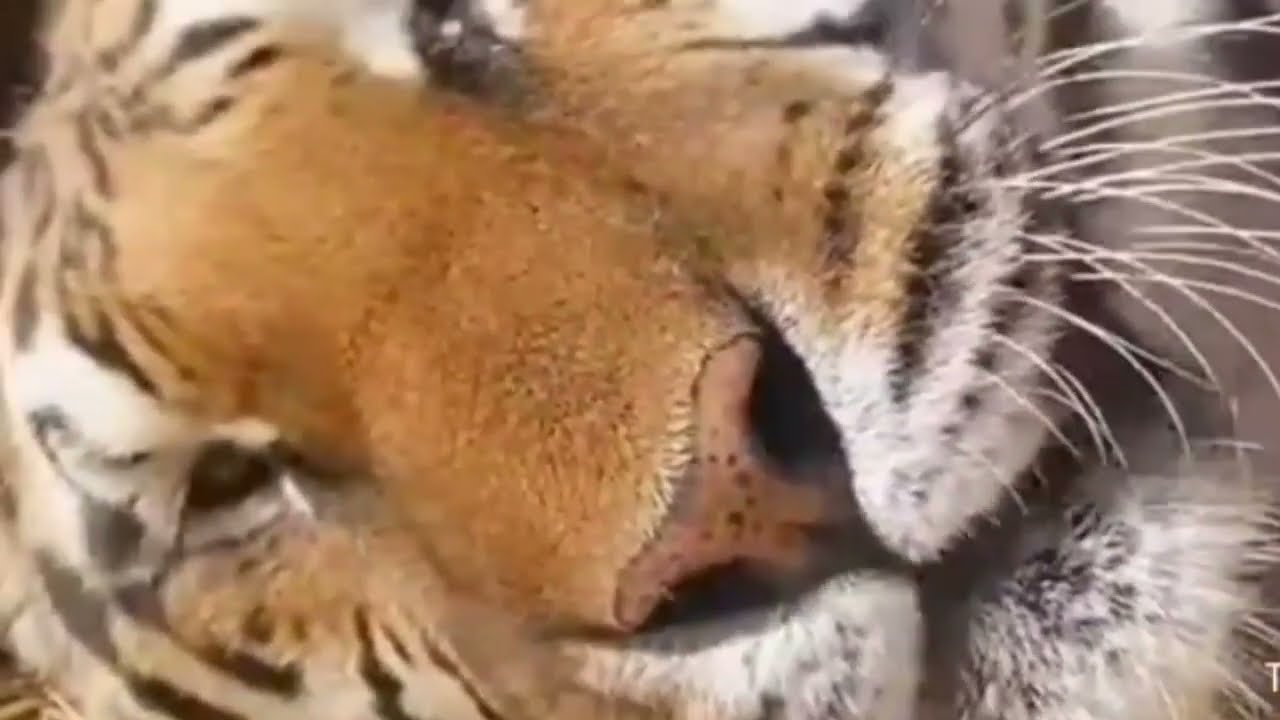 What if we pitch up a tiger sound?