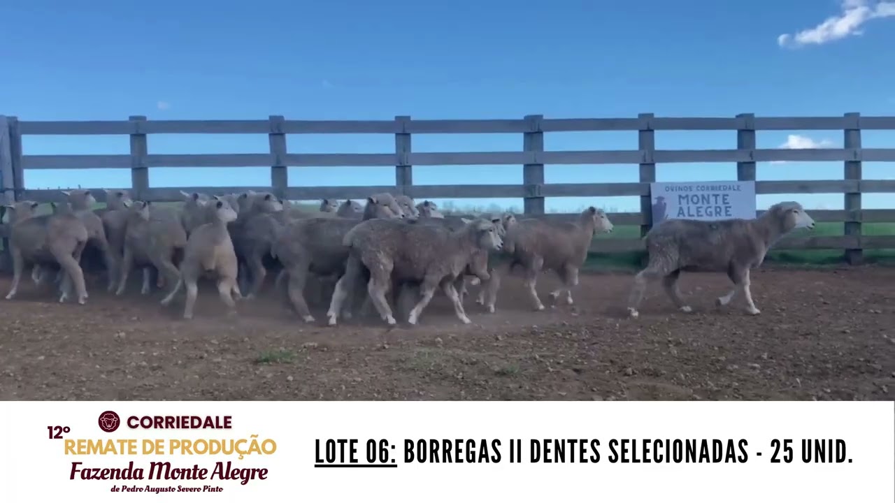 LOTE 06   25 BORREGAS SELECIONADAS   ALTA