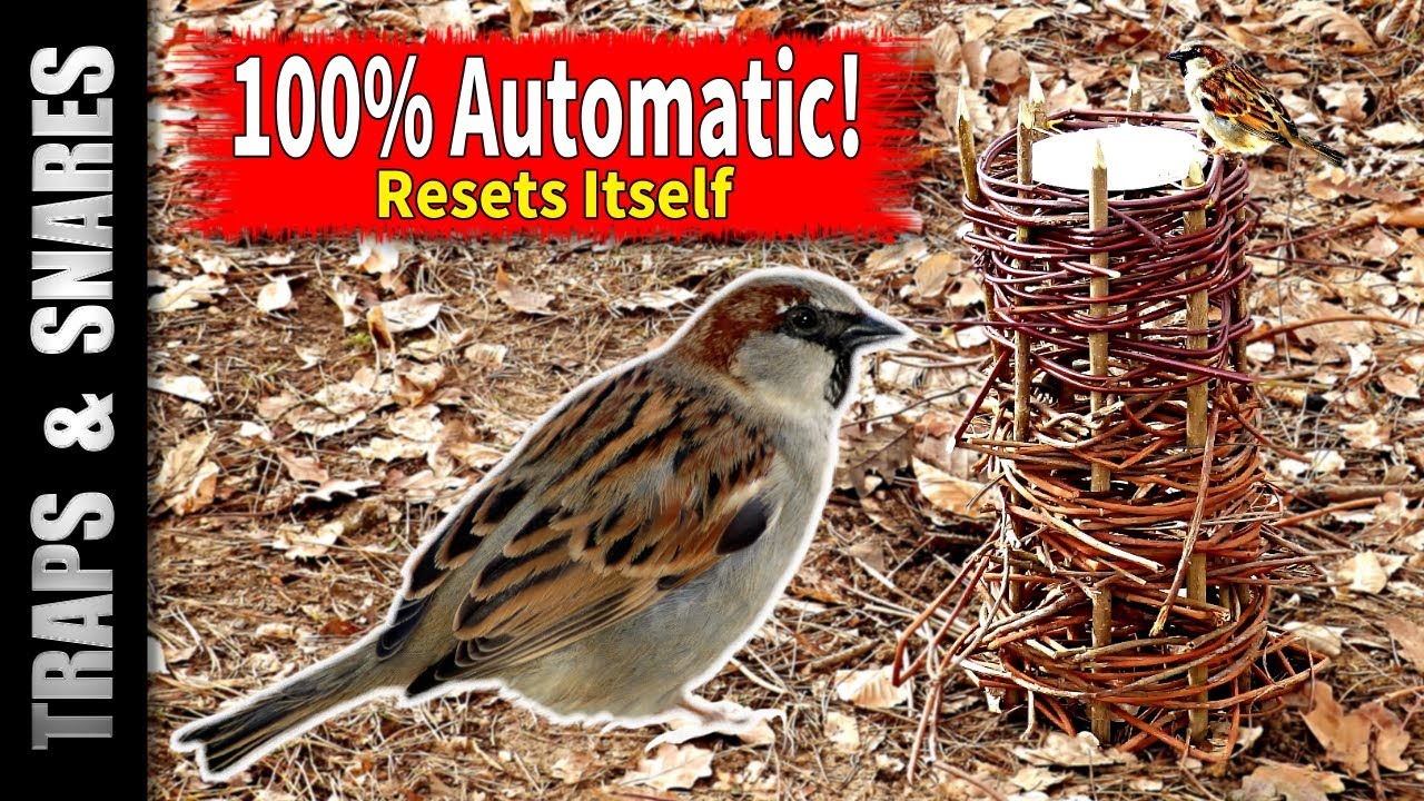 This Genius Bird Trap Resets Itself Forever