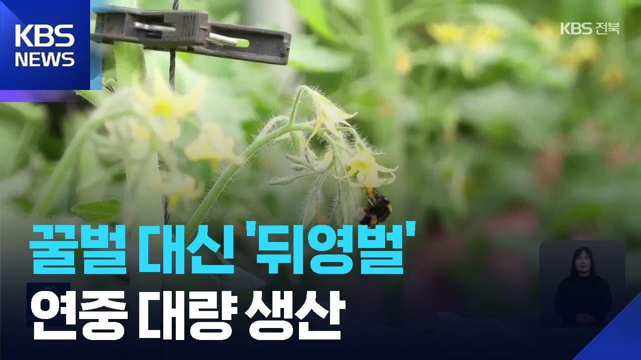 ‘꿀벌 감소에 뒤영벌 주목’…연중 수분 활용에 수출까지 / KBS  2026.02.07.