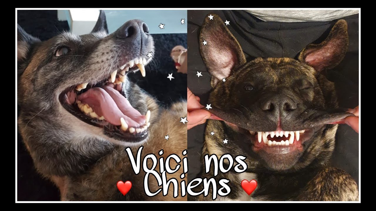 [ VLOG ] : On vous présente NOS CHIENS !! MALINOIS et DOGUE DES CANARIES !