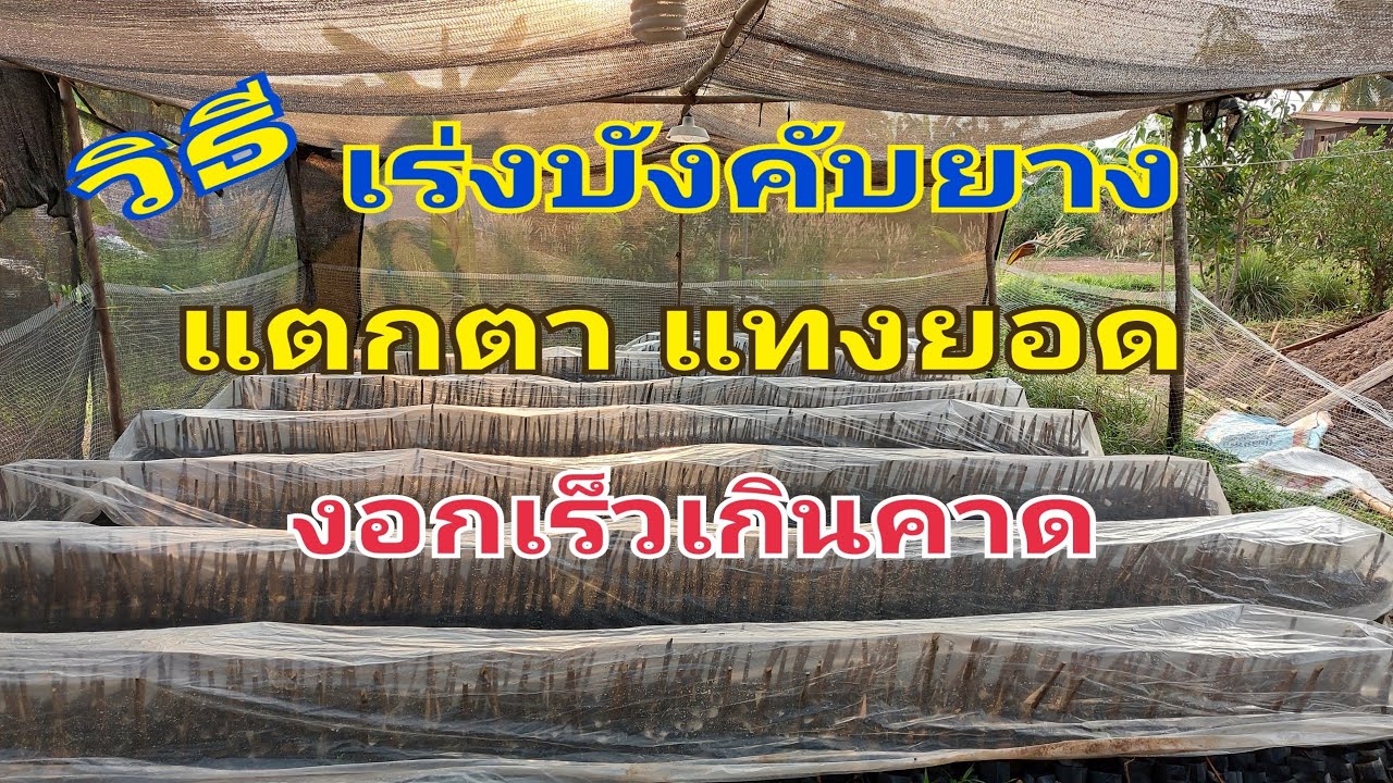 เทคนิคเร่งยางแตกตา แทงยอด | DEAW CHANNEL