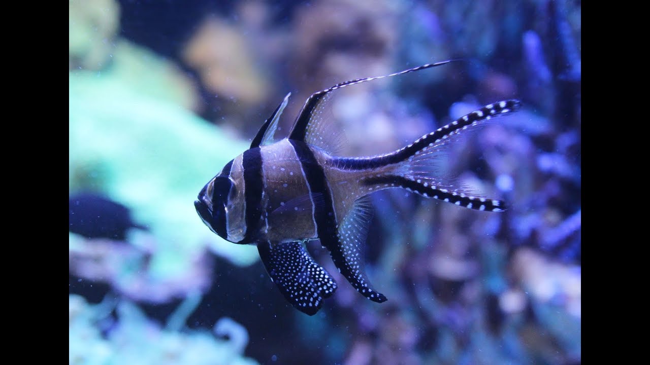 Banggai Cardinalfish, All Grown Up