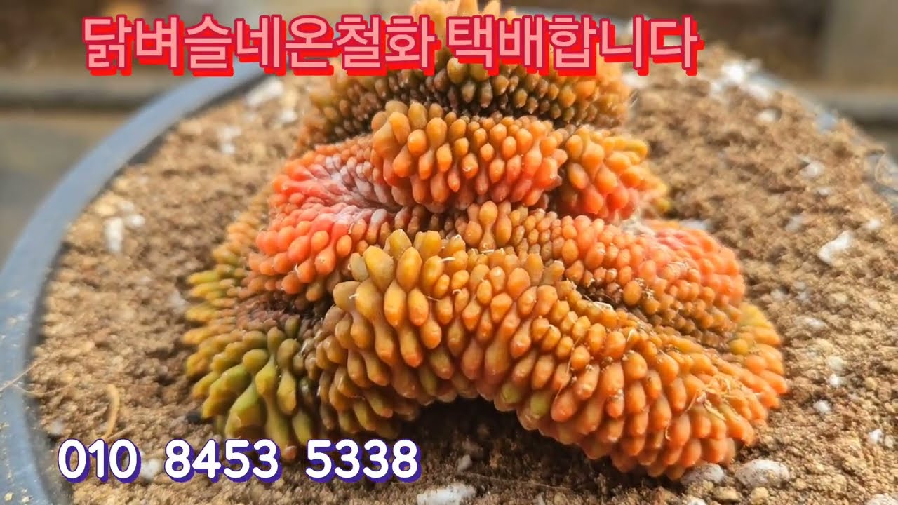 닭벼슬네온철화 택배합니다 