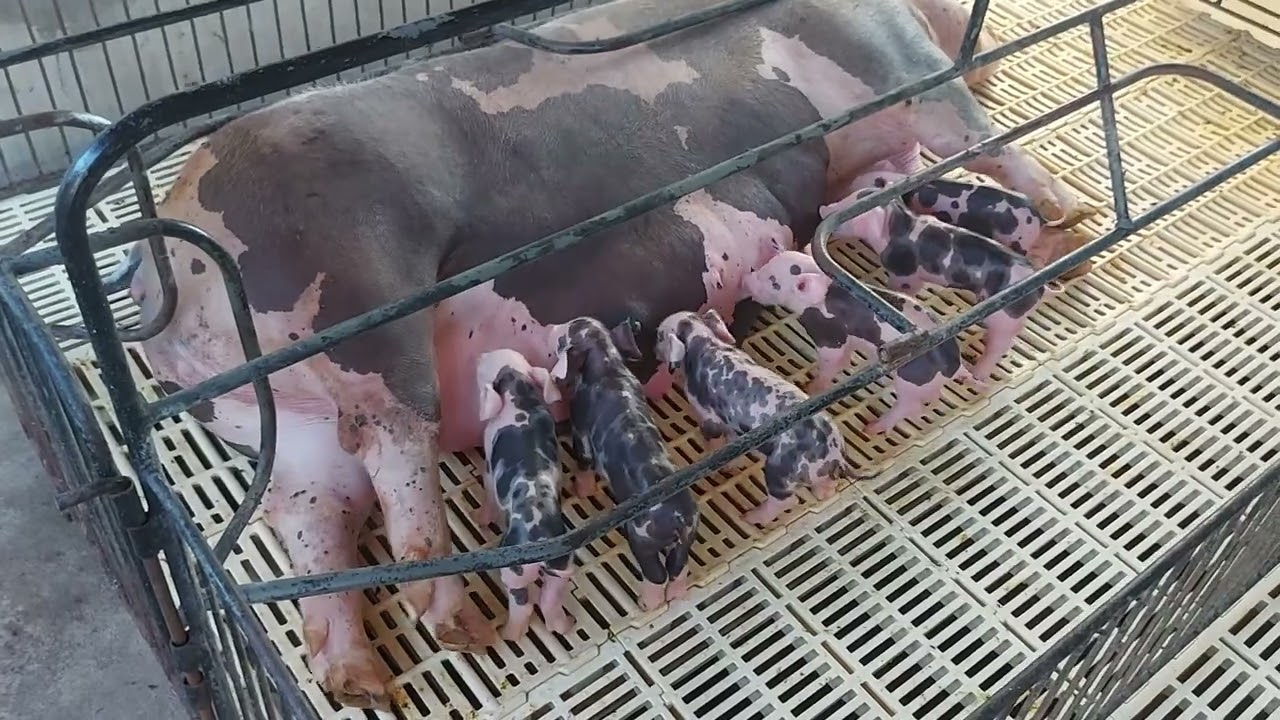 RETENÇÃO DE PLACENTA EM PORCA , O QUE FAZER ? | CIEL SUÍNOS