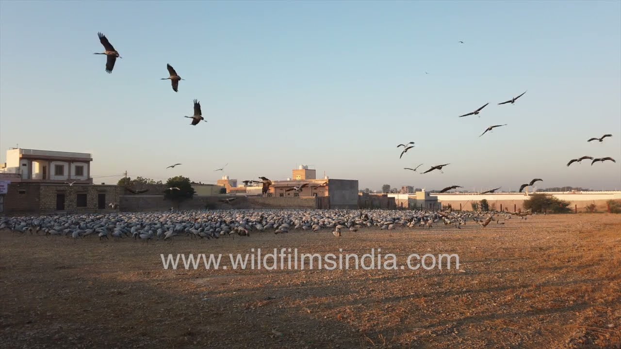 Khichan&rsquo;s Kurja gathering: Thousands of Demoiselle Cranes at Rajasthan&rsquo;s famous feeding ground