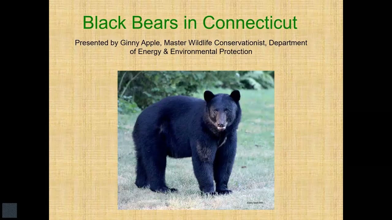 Black Bears In Ct