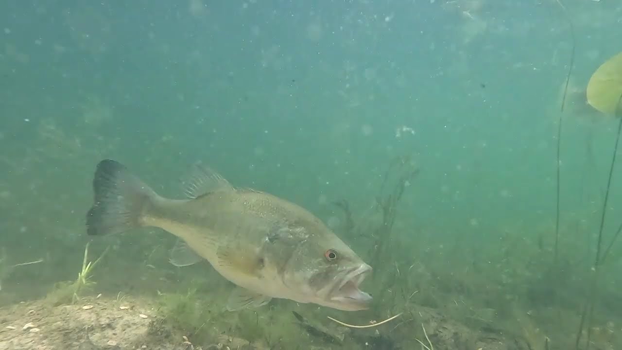 Pet TV-Lake Fish & Turtle Having Fun #turtlewatching #fishpetfun
