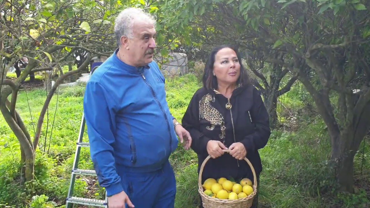 Safiye Soyman Faik Öztürk Bodrum'da Mandalina ve Limon Topladılar