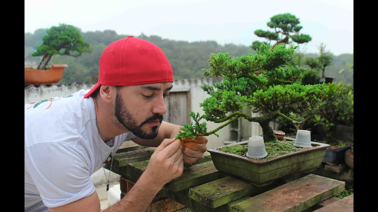 COMO PODAR E PINÇAR BONSAI DE JUNíPEROS