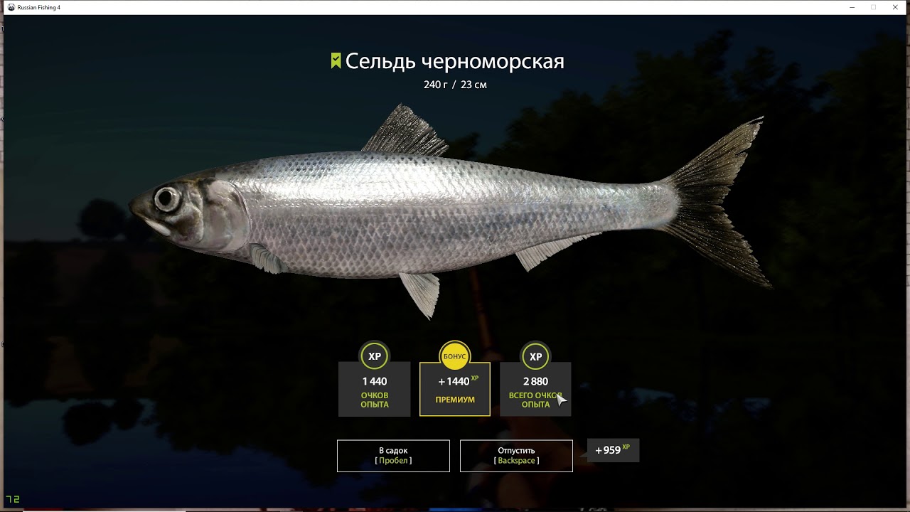 Селедка, шемая и чехонь на Северском Донце